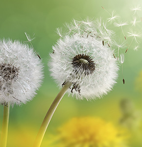 dandelions